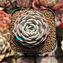 Echeveria 'Maroon Hill' 2" Succulent Plant Cutting