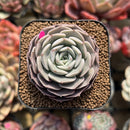 Echeveria 'Maroon Hill' 2" Succulent Plant Cutting