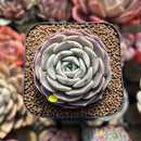 Echeveria 'Maroon Hill' 2" Succulent Plant Cutting
