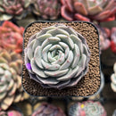 Echeveria 'Maroon Hill' 2" Succulent Plant Cutting