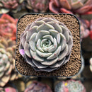 Echeveria 'Maroon Hill' 2" Succulent Plant Cutting