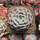 Echeveria 'Maroon Hill' 2" Succulent Plant Cutting
