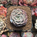 Echeveria 'Maroon Hill' 2" Succulent Plant Cutting