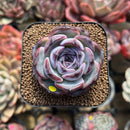 Echeveria 'Dark Opal' 2" Succulent Plant Cutting