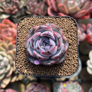 Echeveria 'Dark Opal' 2" Succulent Plant Cutting