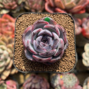 Echeveria 'Dark Opal' 2" Succulent Plant Cutting