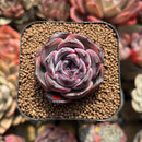 Echeveria 'Dark Opal' 2" Succulent Plant Cutting