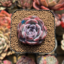 Echeveria 'Dark Opal' 2" Succulent Plant Cutting