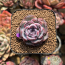 Echeveria 'Dark Opal' 2" Succulent Plant Cutting