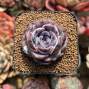 Echeveria 'Dark Opal' 2" Succulent Plant Cutting