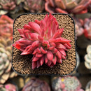 Echeveria 'Flame' 2" Hwaga Original Hybrid Succulent Plant Cutting