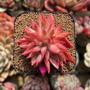 Echeveria 'Flame' 2" Hwaga Original Hybrid Succulent Plant Cutting