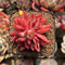 Echeveria 'Flame' 2" Hwaga Original Hybrid Succulent Plant Cutting