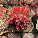 Echeveria 'Flame' 2" Hwaga Original Hybrid Succulent Plant Cutting