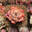 Echeveria 'Starmark' 2" Succulent Plant Cutting
