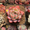Echeveria 'Starmark' 2" Succulent Plant Cutting