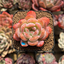 Echeveria 'Starmark' 2" Succulent Plant Cutting