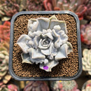 Echeveria 'Thriller Pearl' 2" Succulent Plant Cutting