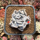 Echeveria 'Thriller Pearl' 2" Succulent Plant Cutting