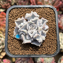Echeveria 'Thriller Pearl' 2" Succulent Plant Cutting