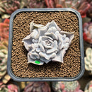 Echeveria 'Thriller Pearl' 2" Succulent Plant Cutting