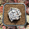 Echeveria 'Thriller Pearl' 2" Succulent Plant Cutting