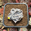 Echeveria 'Thriller Pearl' 2" Succulent Plant Cutting