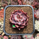 Echeveria 'Exitazo' 2" Succulent Plant Cutting