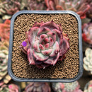 Echeveria 'Exitazo' 2" Succulent Plant Cutting