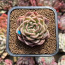 Echeveria 'Tomboy' 2" Succulent Plant Cutting