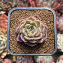 Echeveria 'Tomboy' 2" Succulent Plant Cutting