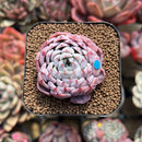Echeveria 'White Zaragoza' 2" Succulent Plant Cutting