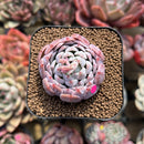 Echeveria 'White Zaragoza' 2" Succulent Plant Cutting