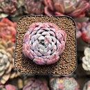 Echeveria 'White Zaragoza' 2" Succulent Plant Cutting