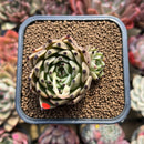 Echeveria 'Black Bean' 2" Succulent Plant Cutting