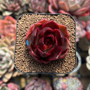 Echeveria 'Red Lantern' 2" Large Succulent Plant Cutting