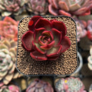 Echeveria 'Red Lantern' 2" Large Succulent Plant Cutting