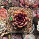 Echeveria sp. 2" Succulent Plant Cutting