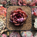 Echeveria sp. 2" Succulent Plant Cutting