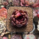 Echeveria sp. 2" Succulent Plant Cutting