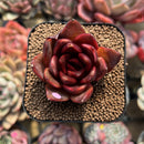 Echeveria sp. 2" Succulent Plant Cutting