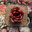 Echeveria sp. 2" Succulent Plant Cutting