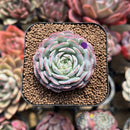 Echeveria 'Red Choco Ball' 1"-2" Succulent Plant Cutting