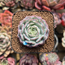 Echeveria 'Red Choco Ball' 1"-2" Succulent Plant Cutting