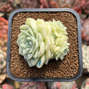 Echeveria 'White Swan' 2" Succulent Plant Cutting