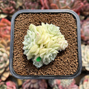 Echeveria 'White Swan' 2" Succulent Plant Cutting