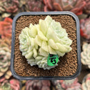 Echeveria 'White Swan' 2" Succulent Plant Cutting