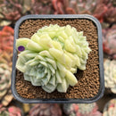 Echeveria 'White Swan' 2" Succulent Plant Cutting
