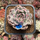 Echeveria 'Magic Epilogue' Variegated 3" Succulent Plant Cutting
