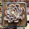 Echeveria 'Magic Epilogue' Variegated 3" Succulent Plant Cutting